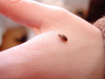 other bugs mistaken for bed bugs