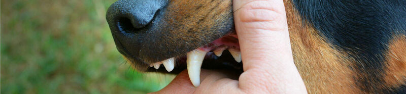 Oklahoma Dog Bite Lawsuits