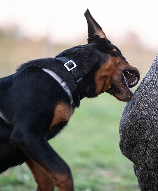 What are the most dangerous dog breeds?
