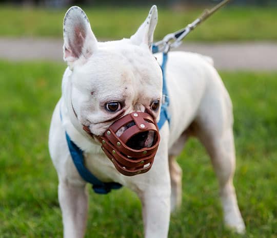 What to expect in an Oklahoma dog bite lawsuit.