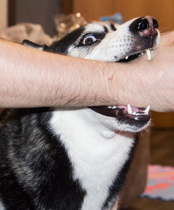 Why should I choose McIntyre Law for my Oklahoma dog bite lawsuit?